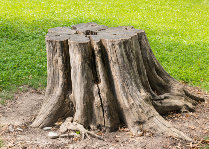 Tree stump removal in Indianapolis, IN