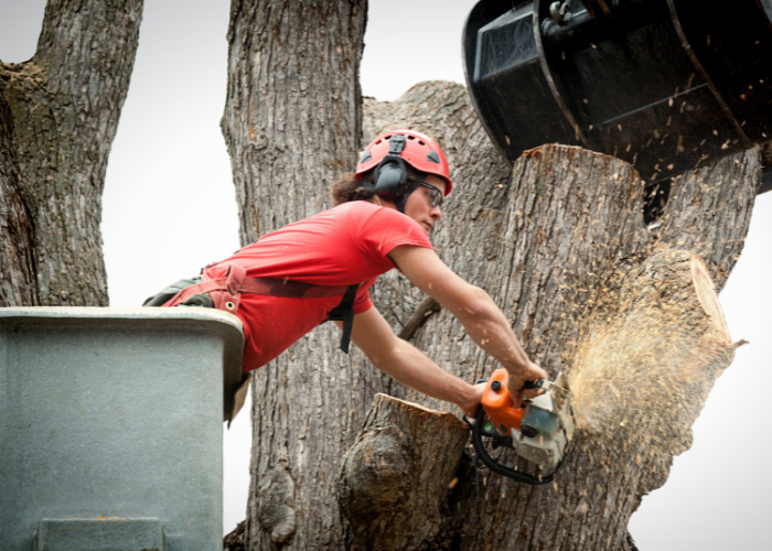 Professional tree removal services in Indianapolis, IN