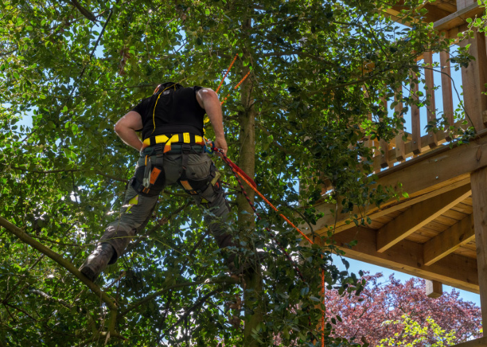 Tree trimming services in Indianapolis