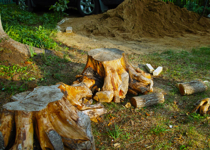 Professional Stump Removal in Indianapolis, IN