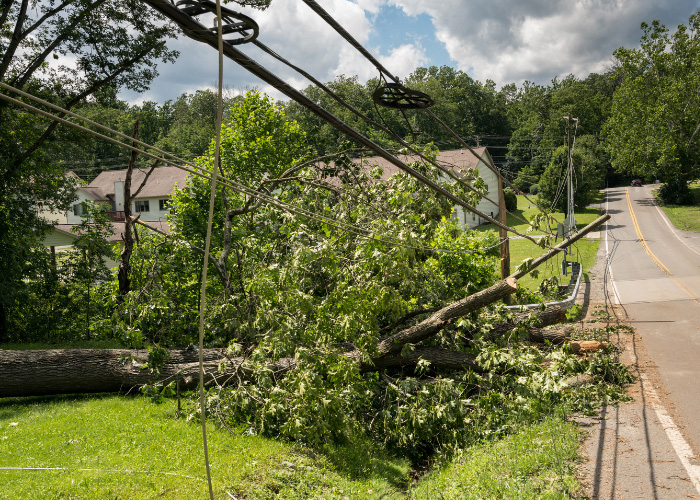 Emergency tree service and storm tree service in Indianapolis, IN