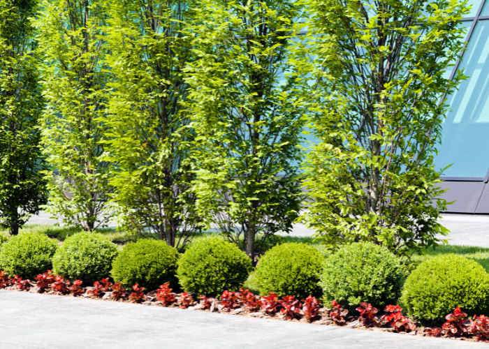 Commercial tree services in Indianapolis, IN