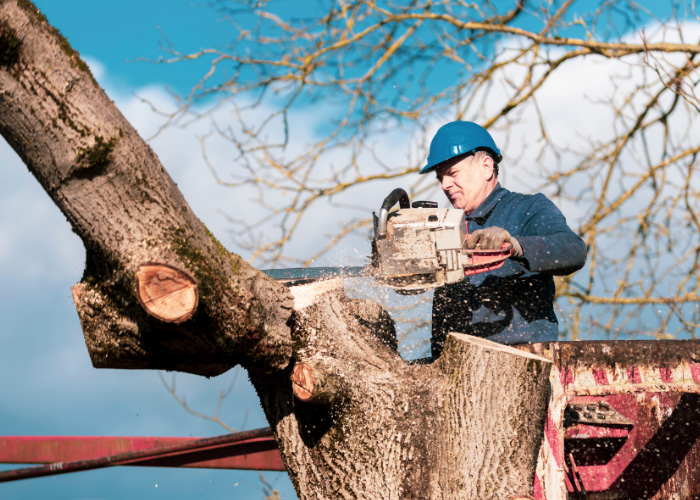 About us indianapolis tree care and services